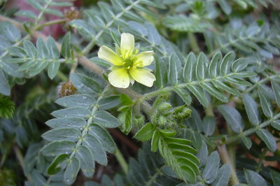 Tribulus Terrestris